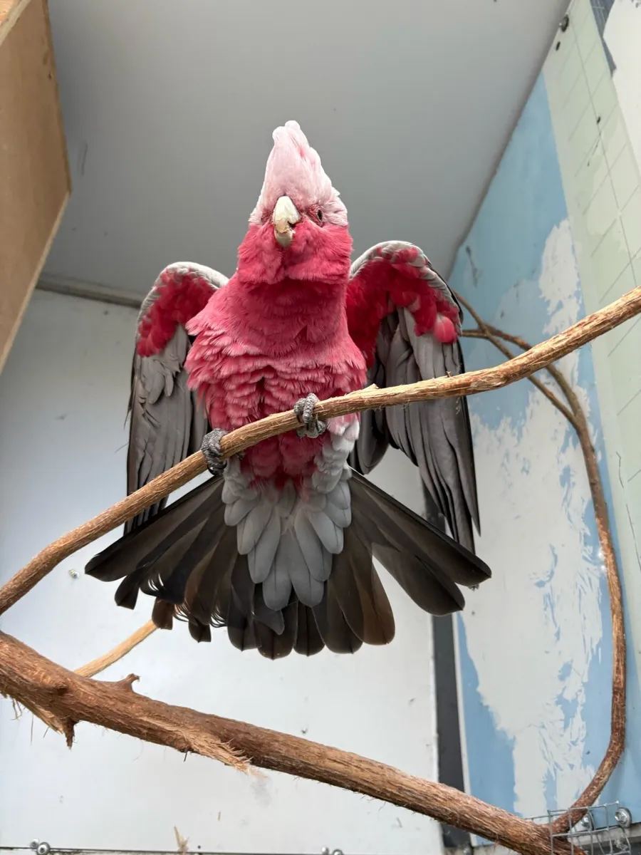 Male galah - Image 3