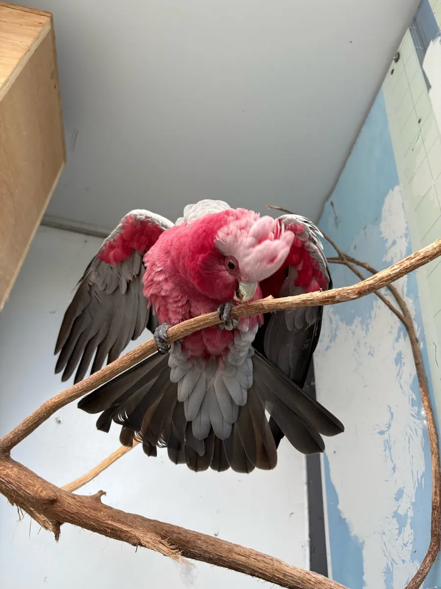 Male galah - Image 4