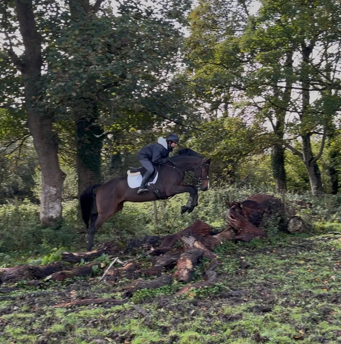 2022 ISH gelding - Image 1