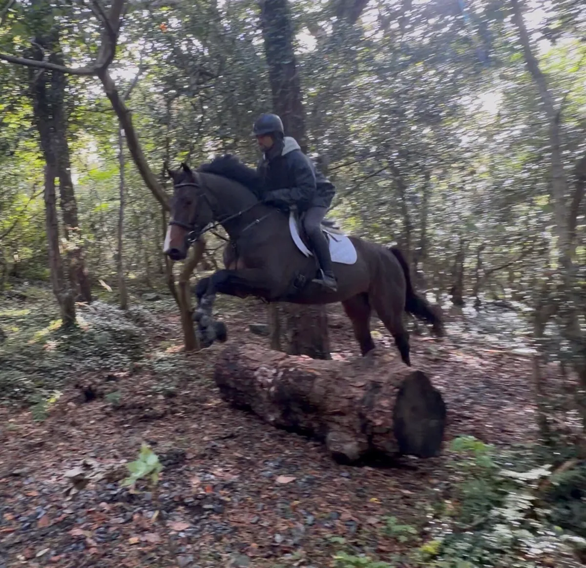 2022 ISH gelding - Image 2