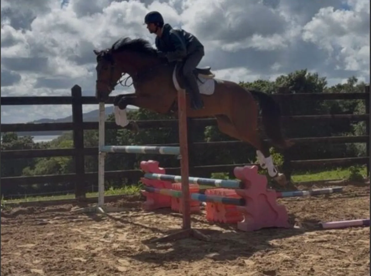 2022 ISH gelding - Image 3