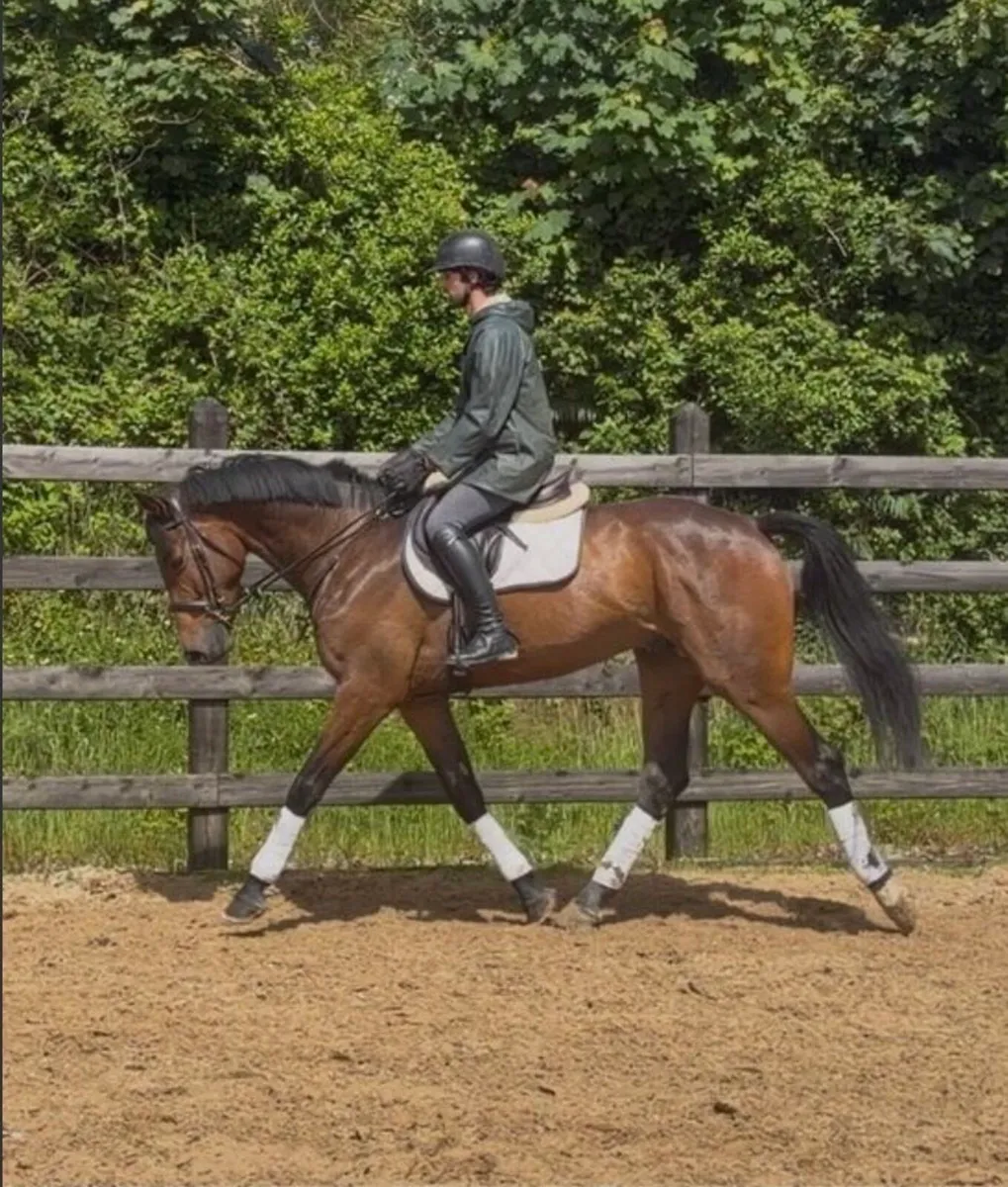2022 ISH gelding - Image 4
