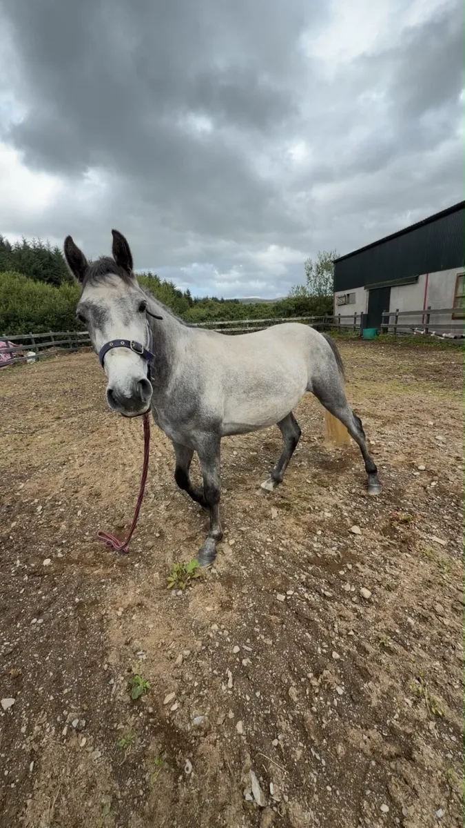 Connemara pony - Image 1