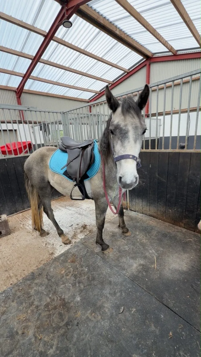 Connemara pony - Image 4