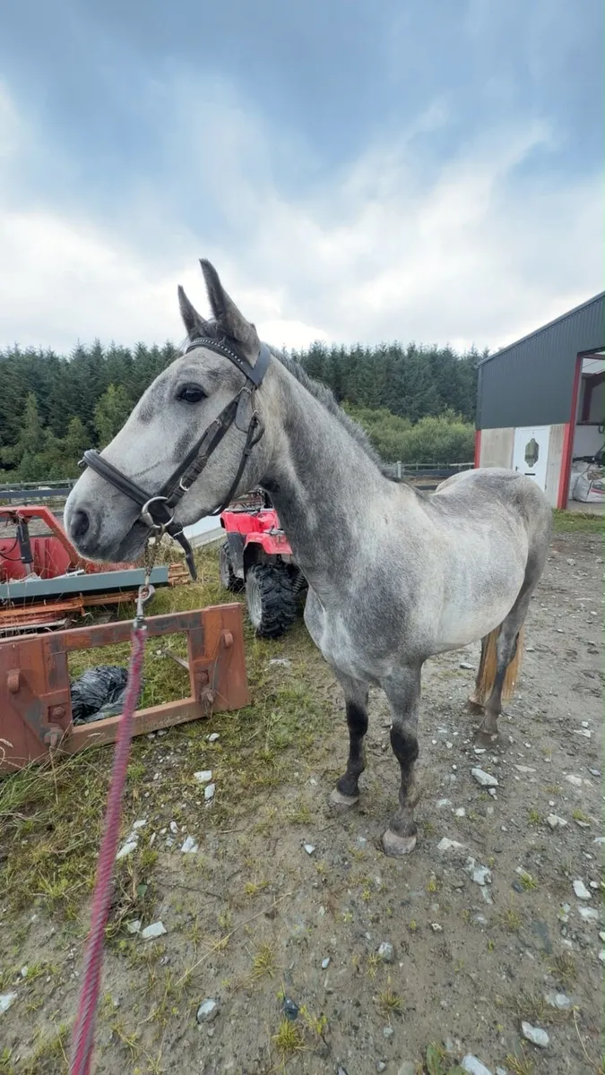 Connemara pony - Image 2