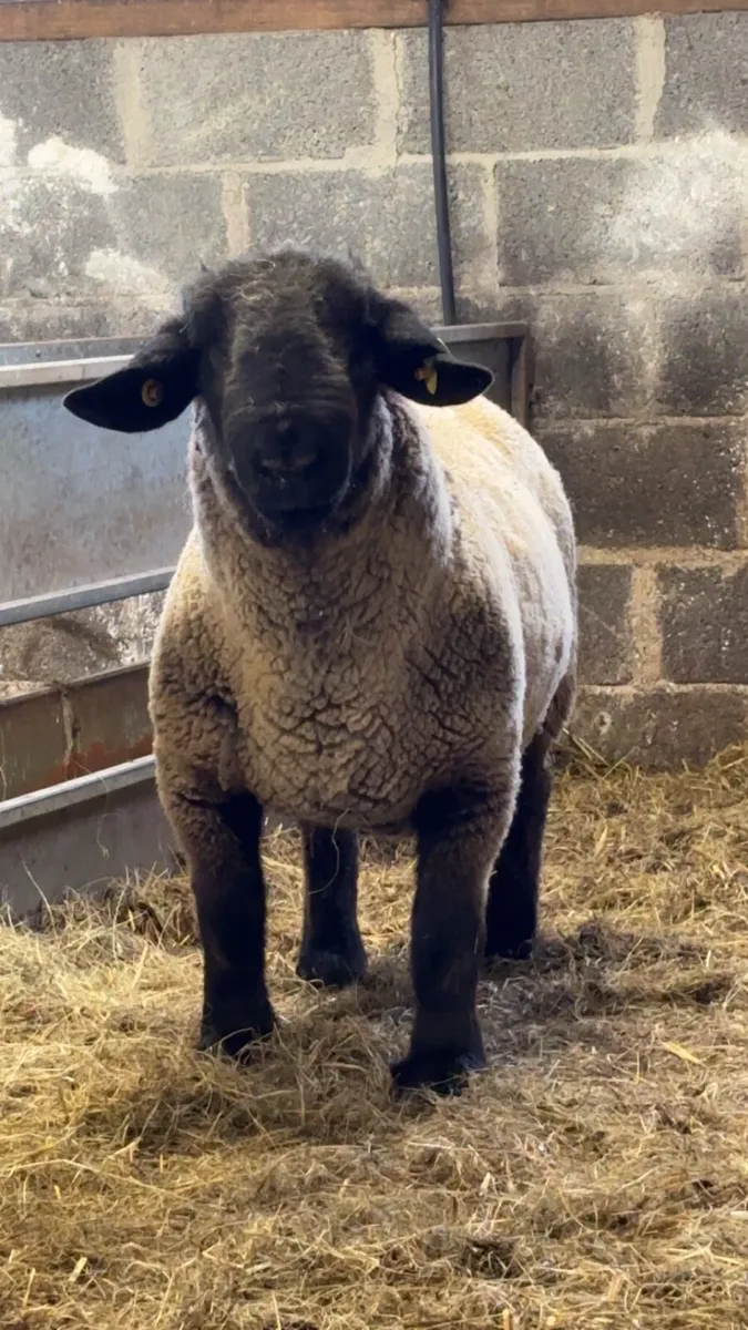**PEDIGREE SUFFOLK RAM** - Image 1