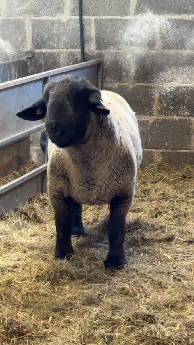 **PEDIGREE SUFFOLK RAM** - Image 2