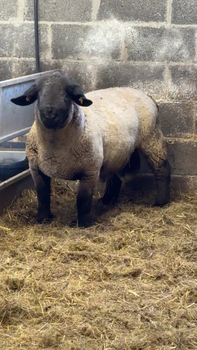 **PEDIGREE SUFFOLK RAM** - Image 3