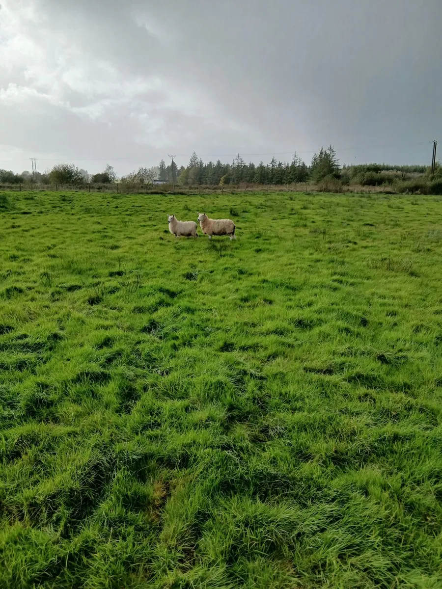 Sheep - Image 1