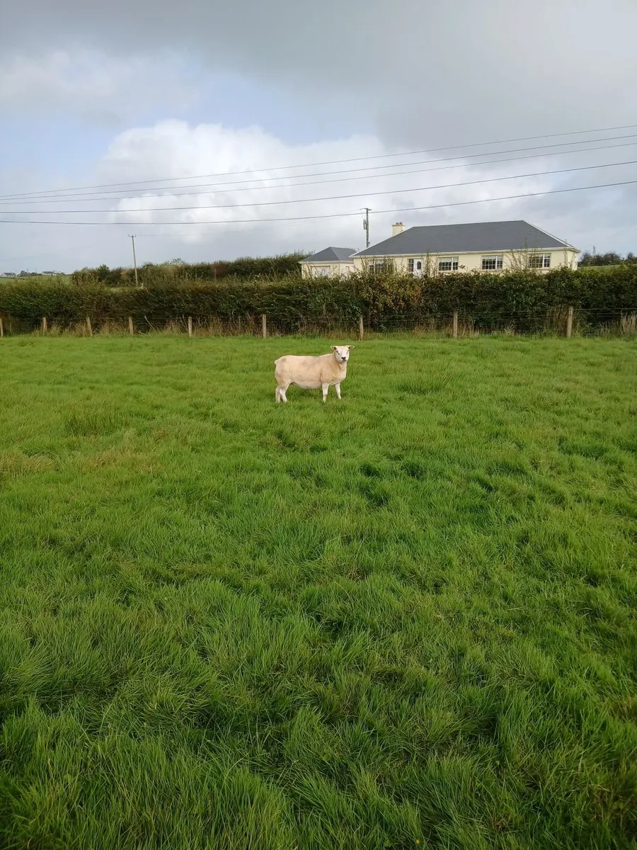 Sheep - Image 2