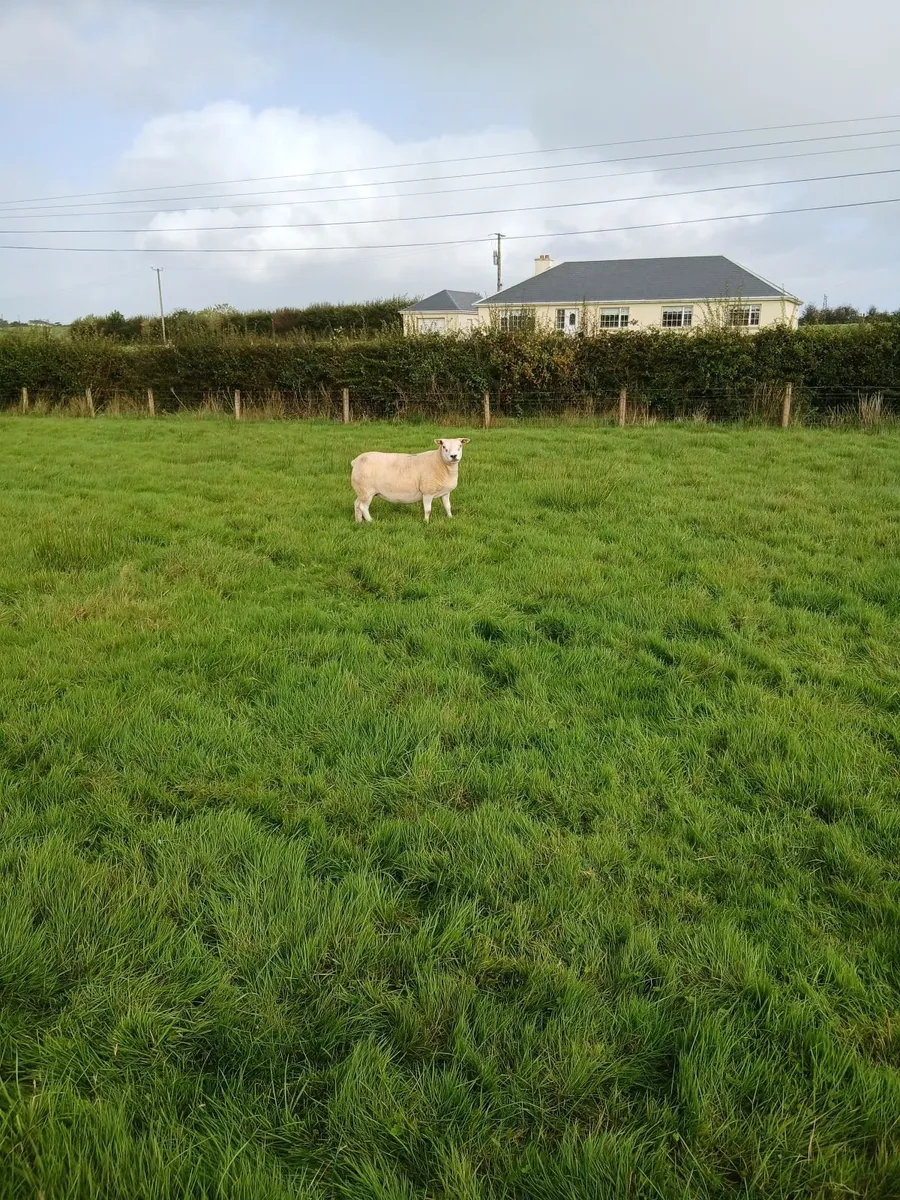 Sheep - Image 3