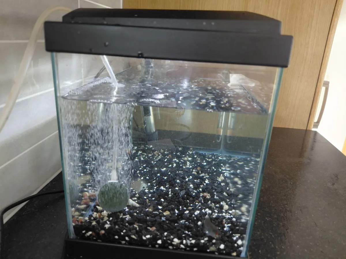 Glass Fish Tank, 3 x Tropical Fish + accessories - Image 4