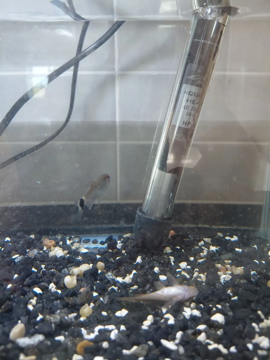 Glass Fish Tank, 3 x Tropical Fish + accessories - Image 2