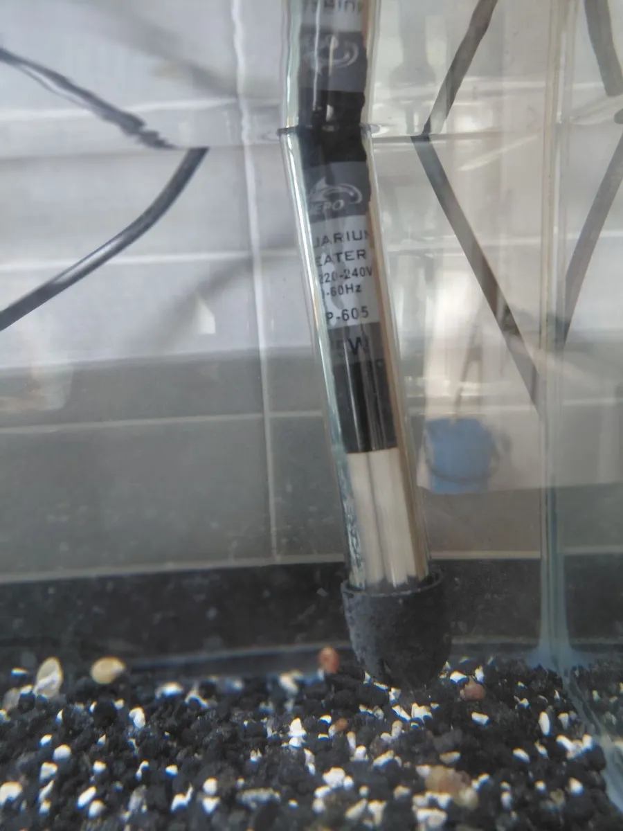 Glass Fish Tank, 3 x Tropical Fish + accessories - Image 3