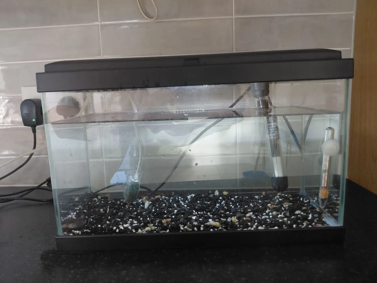 Glass Fish Tank, 3 x Tropical Fish + accessories - Image 1
