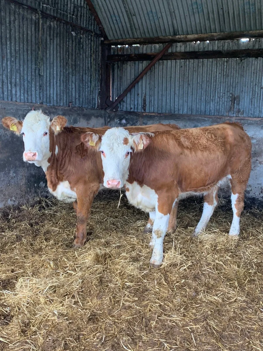 2 Super 5⭐️ Genotyped Breeding heifers - Image 1