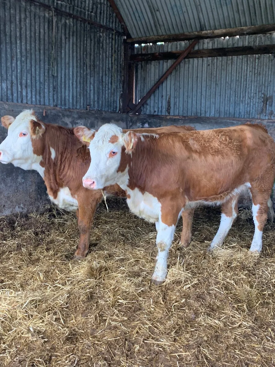2 Super 5⭐️ Genotyped Breeding heifers - Image 2