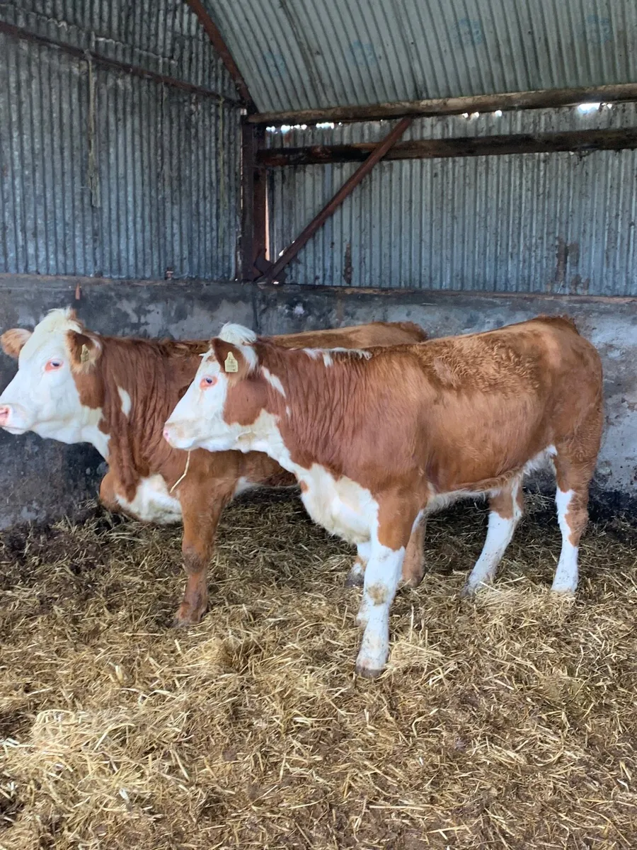 2 Super 5⭐️ Genotyped Breeding heifers - Image 4
