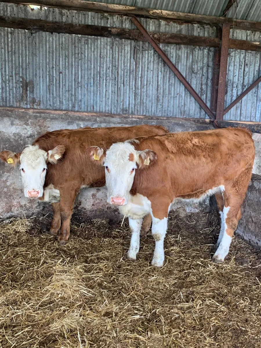 2 Super 5⭐️ Genotyped Breeding heifers - Image 3