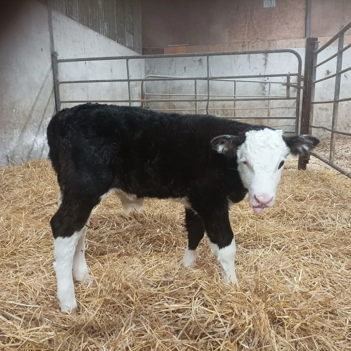 Hereford bull calf - Image 1