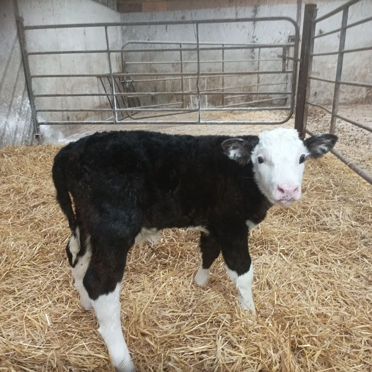 Hereford bull calf - Image 2