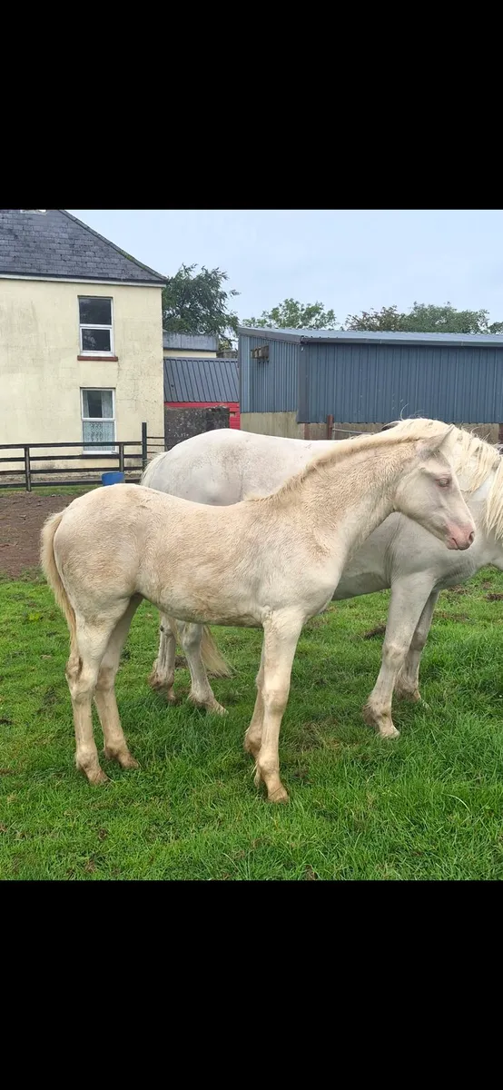 Connemara filly foal Lightening star - Image 2