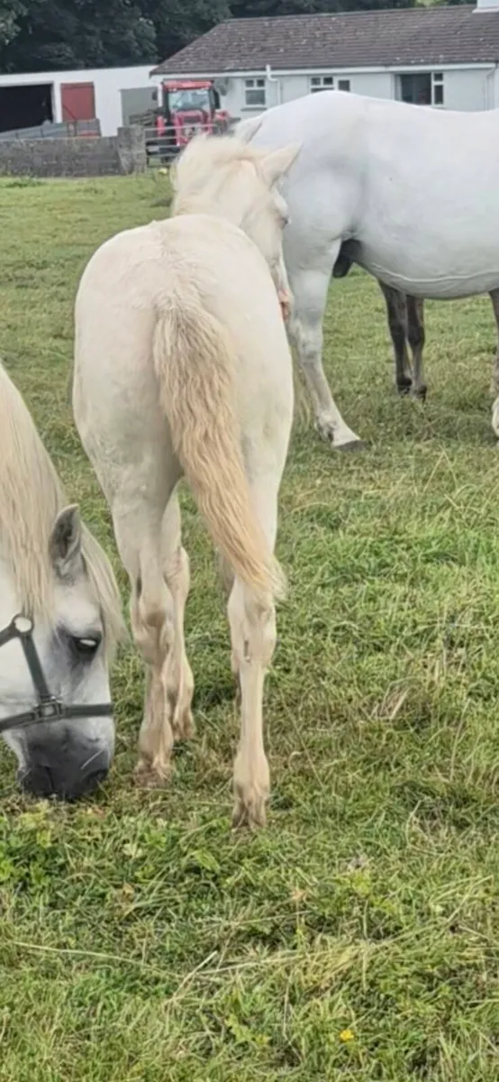 Connemara filly foal Lightening star - Image 3