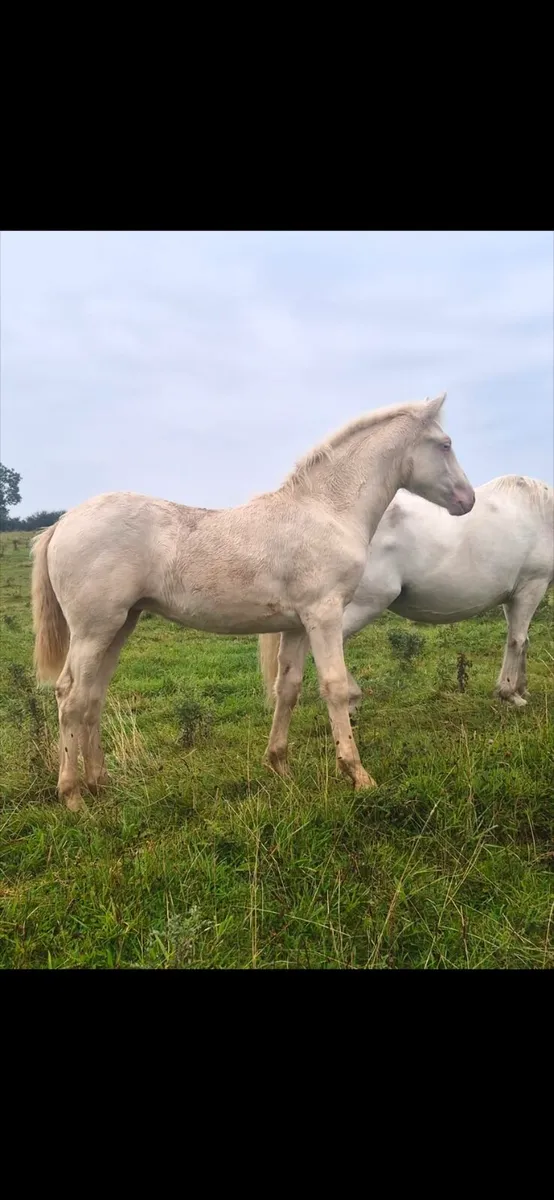 Connemara filly foal Lightening star - Image 1
