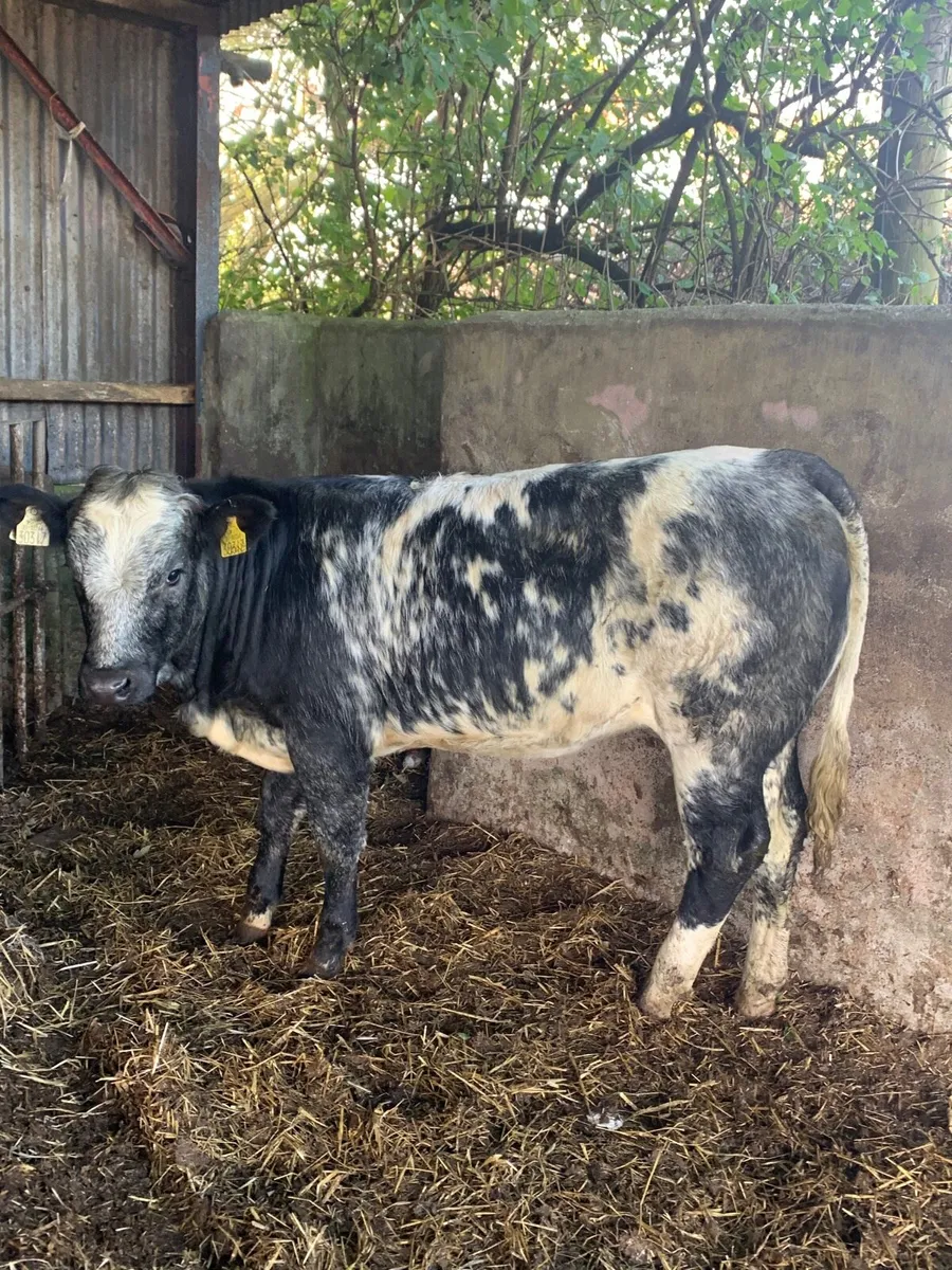 Super 4 star lim/blue x heifer for sale - Image 3