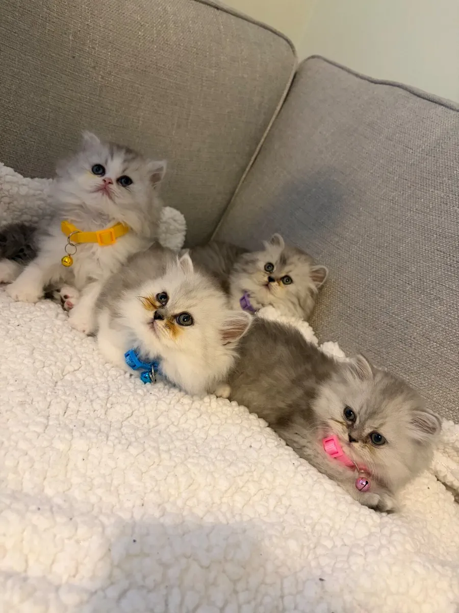 Beautiful Persian kittens - Image 1
