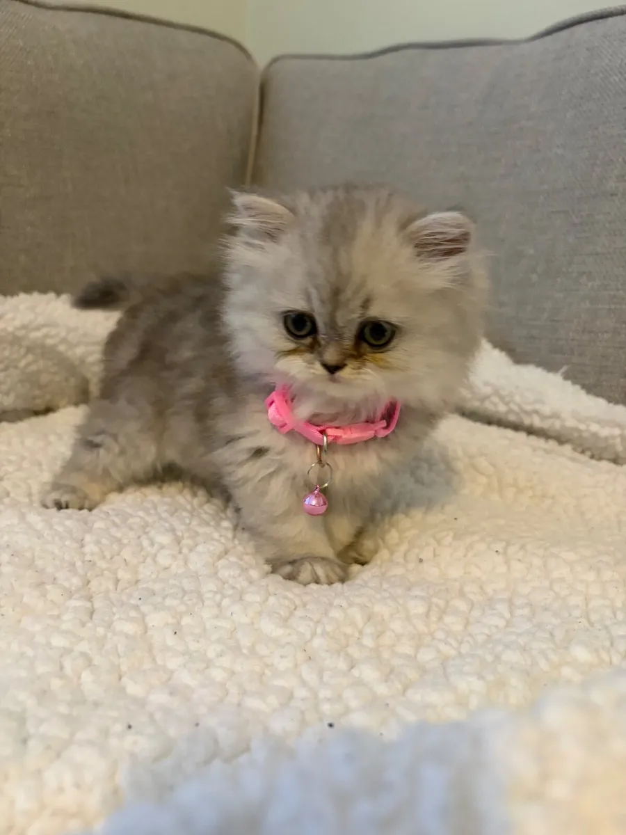 Beautiful Persian kittens - Image 2