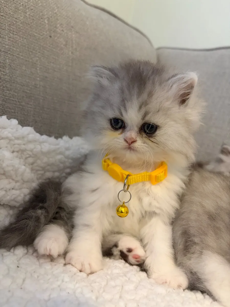 Beautiful Persian kittens - Image 3