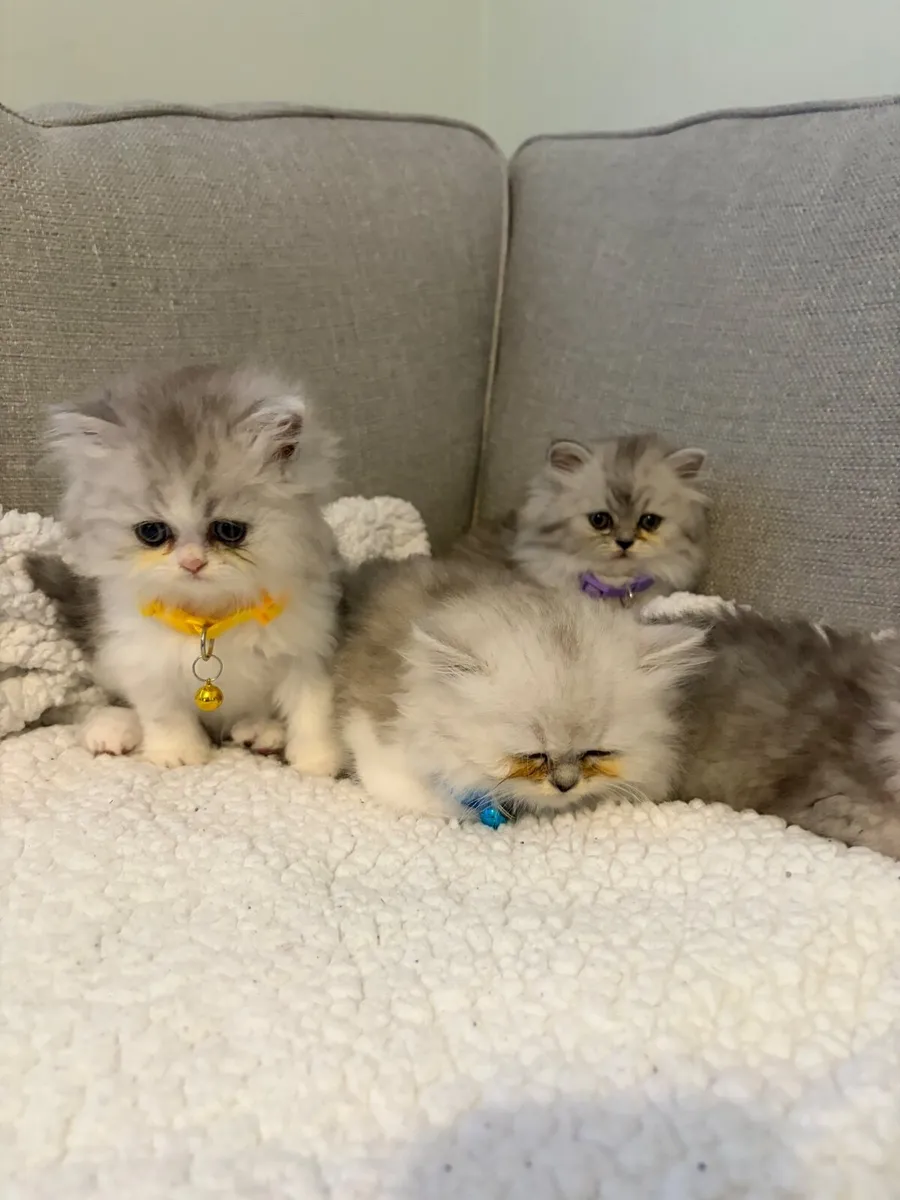 Beautiful Persian kittens - Image 4