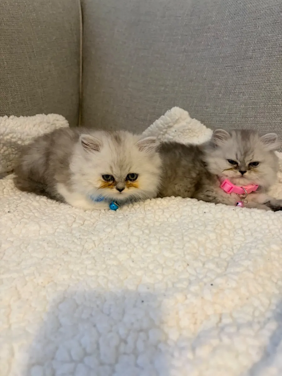 Beautiful Persian kittens - Image 4