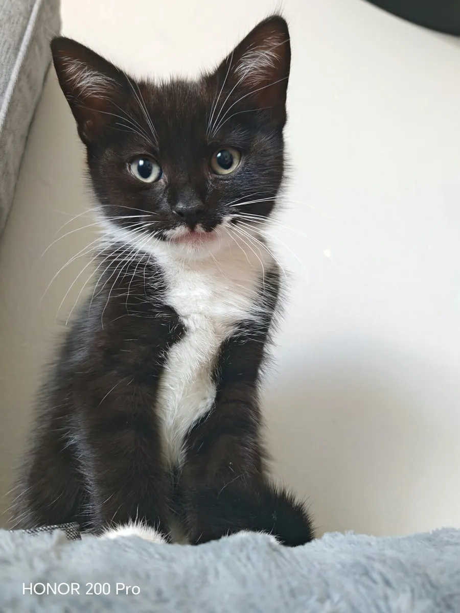 Kitten - Image 3