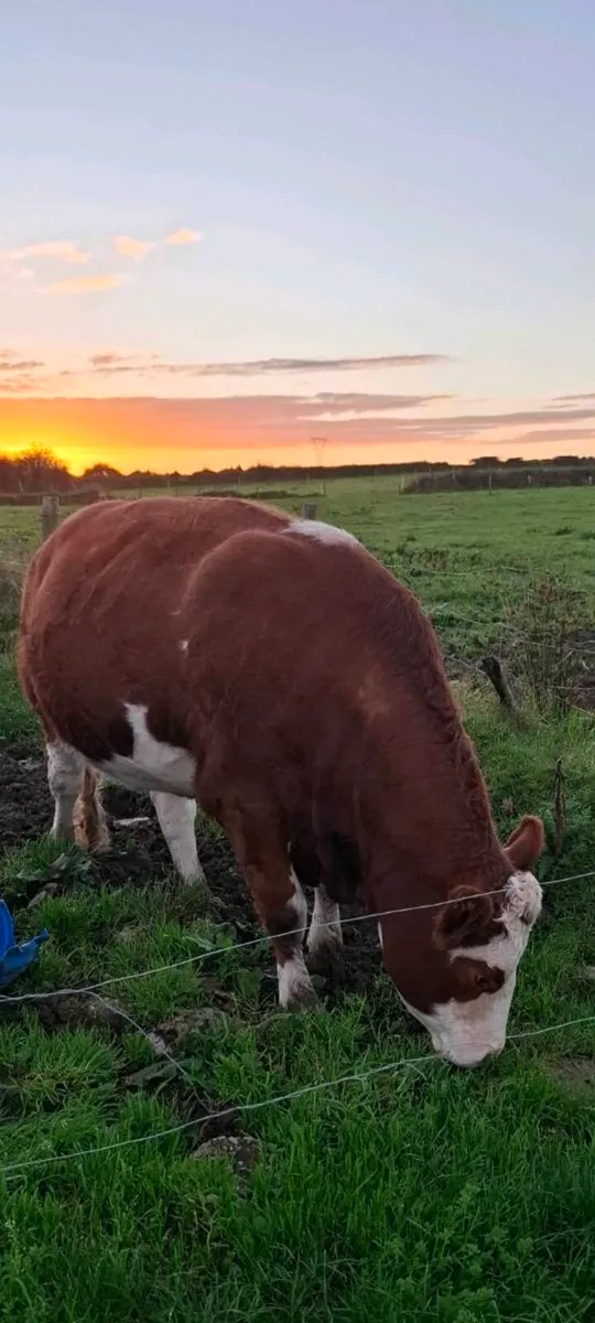 Purebred  simmental incalf  heifer - Image 2