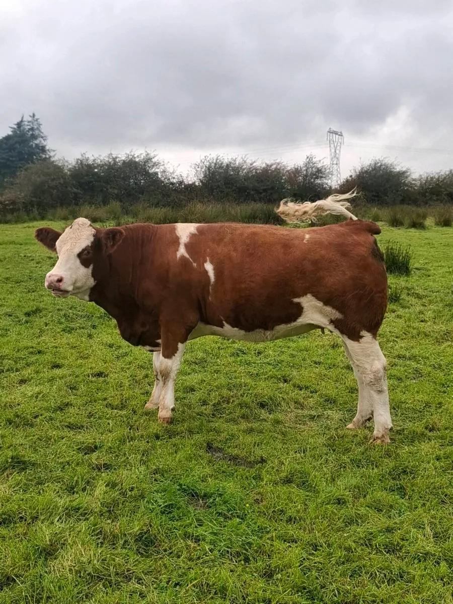 Purebred  simmental incalf  heifer - Image 3