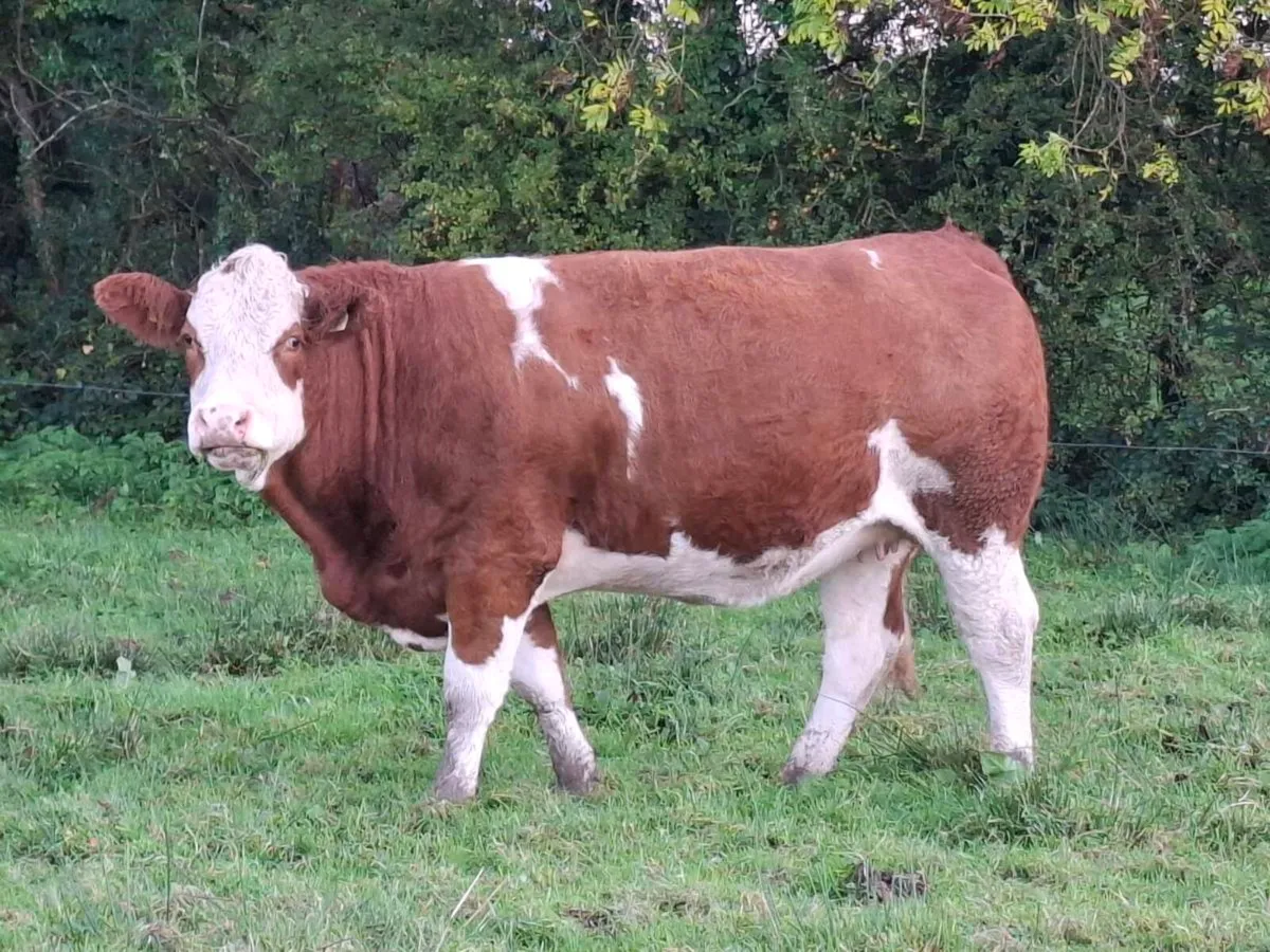Purebred  simmental incalf  heifer - Image 1