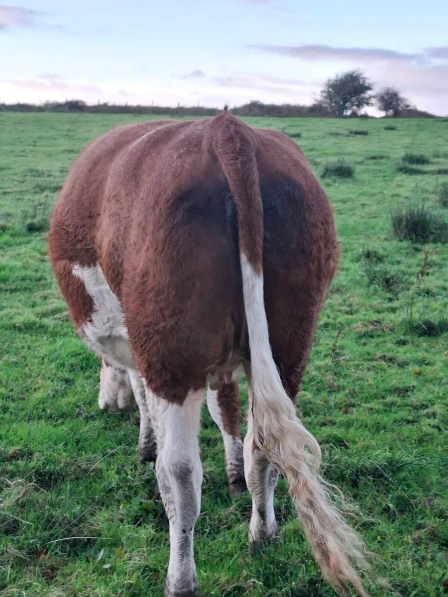 Purebred  simmental incalf  heifer - Image 4