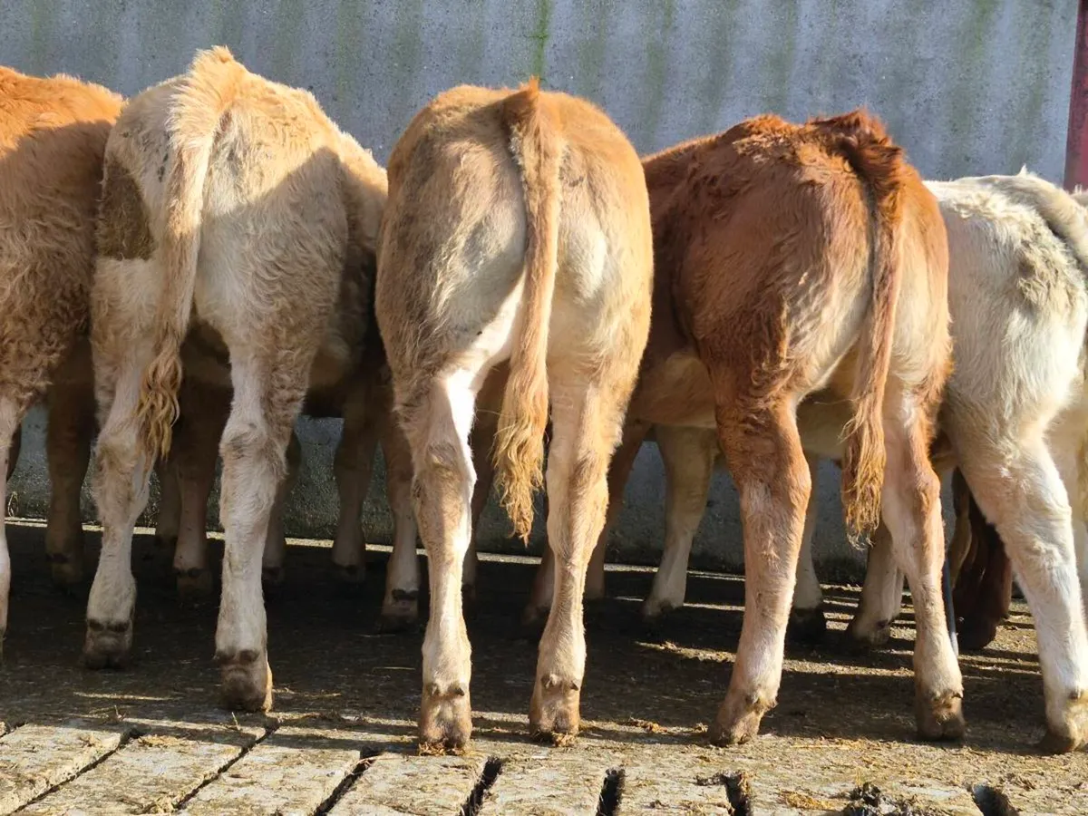 20 Super Heifer Weanlings - Image 1