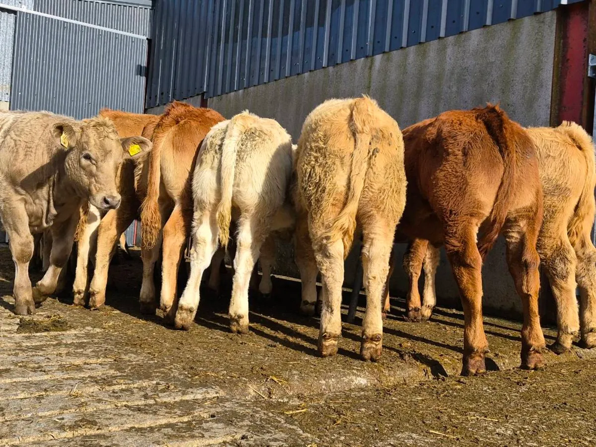 20 Super Heifer Weanlings - Image 2