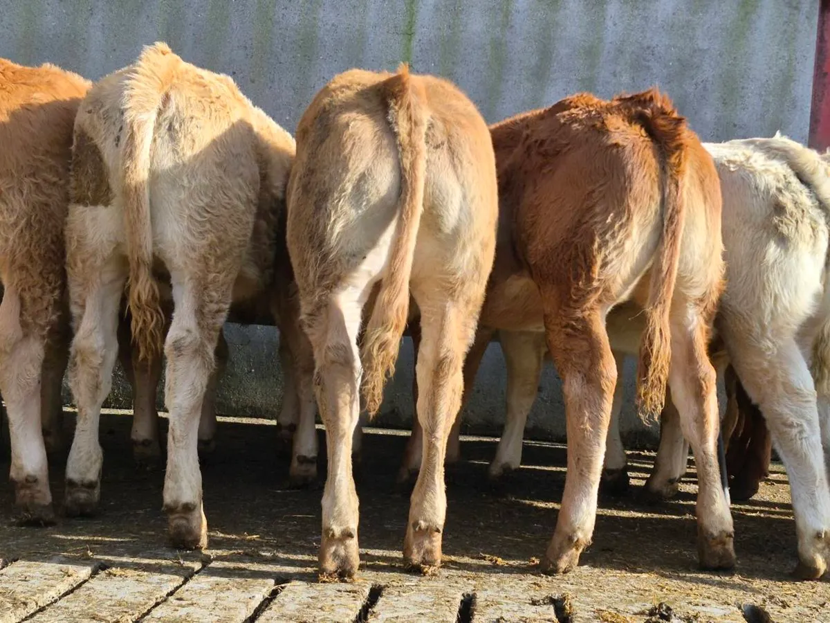 20 Super Heifer Weanlings - Image 3