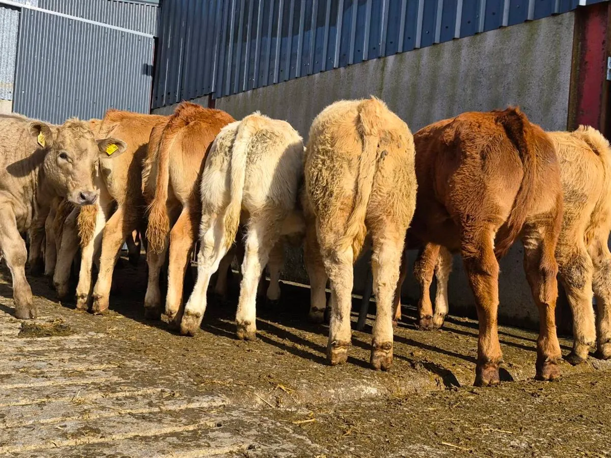 20 Super Heifer Weanlings - Image 4