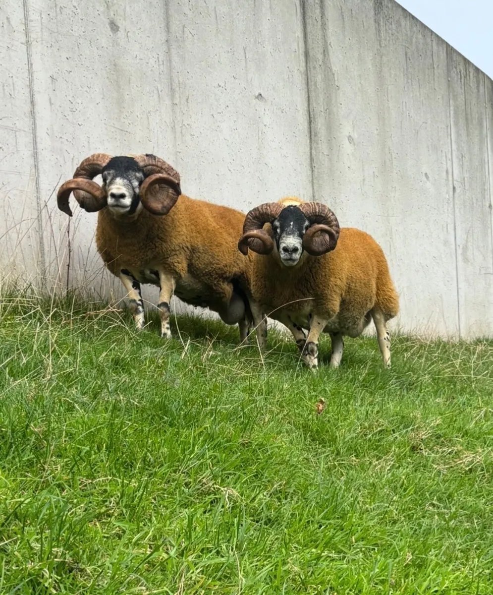 2 Lanark shearlings - Image 1