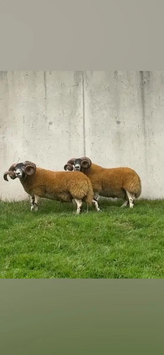 2 Lanark shearlings - Image 2