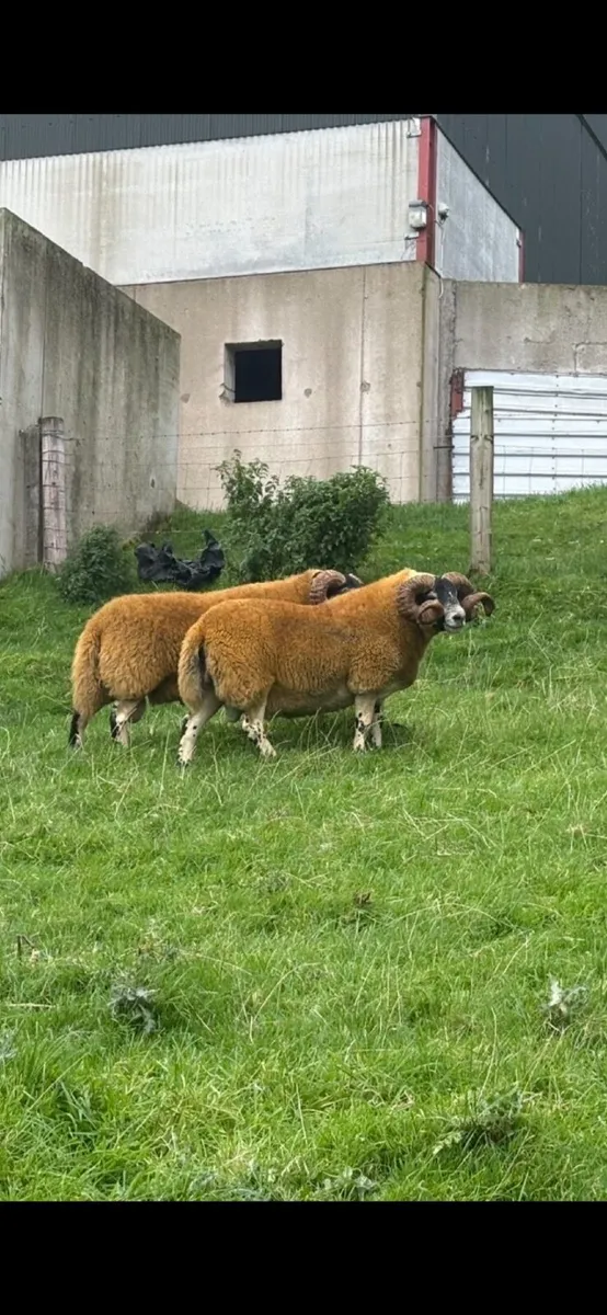 2 Lanark shearlings - Image 3
