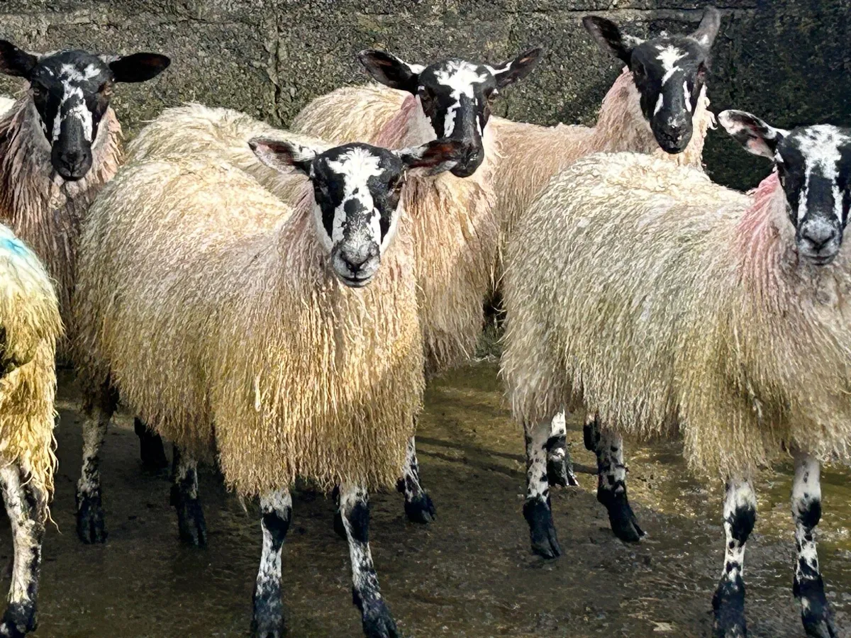 Mule ewe lambs - Image 2