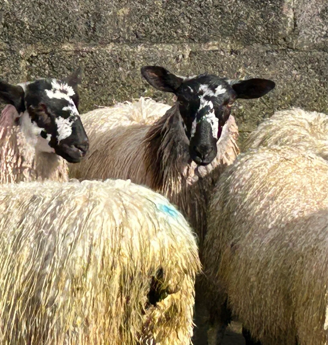 Mule ewe lambs - Image 3