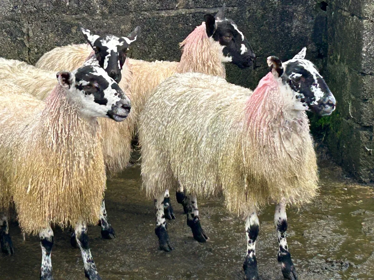 Mule ewe lambs - Image 4