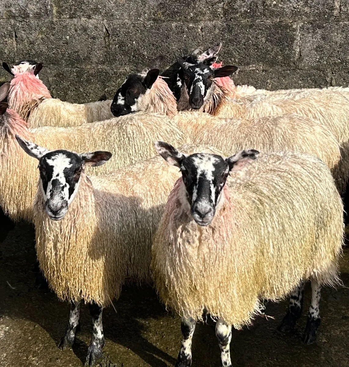 Mule ewe lambs - Image 1